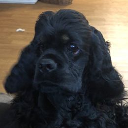 Hope - Cocker Spaniel