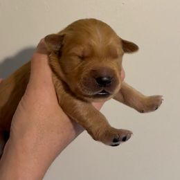 Purple Collar Boy - Dark golden male Golden Retriever puppy in Salisbury, North Carolina from Piedmont Golden Retrievers