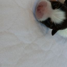 Hazel - Australian Shepherd puppy in St. Augustine, Florida from Ancient City Aussies