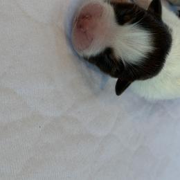 Hazel - Australian Shepherd puppy in St. Augustine, Florida from Ancient City Aussies