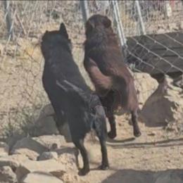 Silver -Active - Schipperke