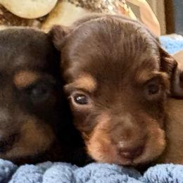 Brody - Chocolate and tan male Dachshund puppy in Visalia, California from DachGraston Dachshunds
