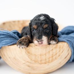 Bernard - Tri-color male Bernedoodle puppy in Lititz, Pennsylvania from Sleepy Hollow Acres