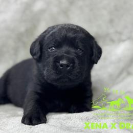 Lime - Black male Labrador Retriever puppy in Beaverdam, Virginia from Riverside Sunset Labrador Retrievers
