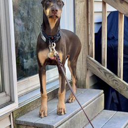 Doberman Pinscher All Grown Up from T.W. Dobermans of New Jersey