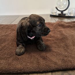 Dachshund Puppies from Lily’s Mini Dachshunds