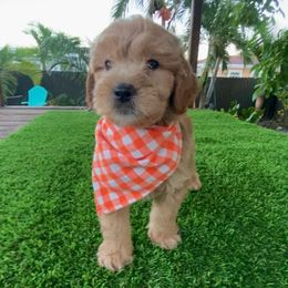 Tilo - Apricot male Labradoodle puppy in Miami, Florida from DG Labradoodles