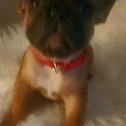 French Bulldog Puppies from Ma Chérie French Bulldogs