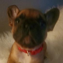French Bulldog Puppies from Ma Chérie French Bulldogs