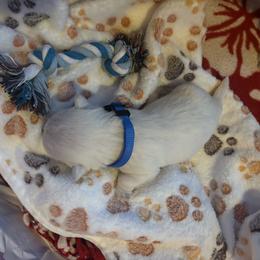 Rocket - White female West Highland White Terrier puppy in Independence, Iowa from EClair's Havanese