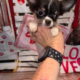 8913 black tri female - Black and tan female Chihuahua puppy in Palmyra, Indiana from Country Star Chihuahuas