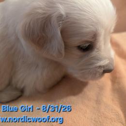 Light Blue Girl - Light golden female Golden Retriever puppy in Peoria, Arizona from Nordic Woof's Golden Retrievers