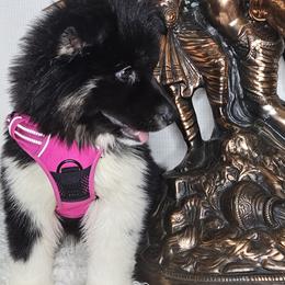 Siberian Husky Puppies from Springfield Huskies