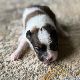 Lucie's white and sable boy 1 - White and sable male Papillon puppy in Shirley, Arkansas from Lucky Pups
