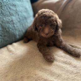 Esmee - Cafe au lait female Poodle puppy in Kissimmee, Florida from Unique Poodles