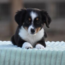 Clover - Black tri female Miniature American Shepherd puppy in Chocowinity, North Carolina from Foxtail Hollow