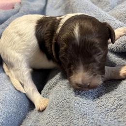 Onion - Chocolate male Labradoodle puppy in Somerset, California from Annie’s Animals