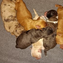 Aussiedoodles and Goldendoodles from W Doodle Crew