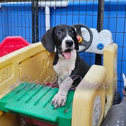 Triss - Mantle Great Dane puppy in Spring, Texas from Stark Danes