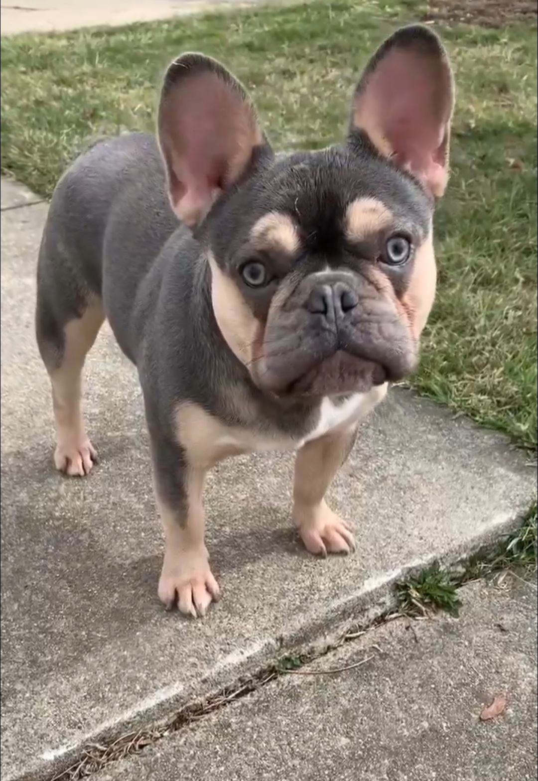 French Bulldog Puppies from Jessicah's Frenchies Michigan's French Bulldog Breeder