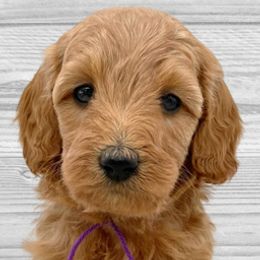Faith (Purple Collar) - Apricot Goldendoodle puppy in St. Joseph, Missouri from Majestic Rose Goldendoodles, LLC