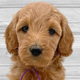 Faith (Purple Collar) - Apricot Goldendoodle puppy in St. Joseph, Missouri from Majestic Rose Goldendoodles, LLC