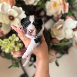 Harper - Black and white female Shetland Sheepdog puppy in Oakley, California from SquiresShelties