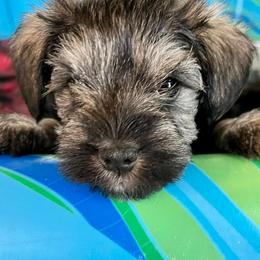 Miniature Schnauzers from Jessica's Miniature Schnauzers