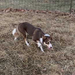 Cooper - Border Collie