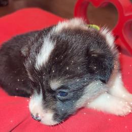 American Corgi Puppies from Highland corgis