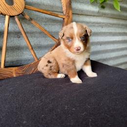 Maxwell - Red merle male Miniature Australian Shepherd puppy in Checotah, Oklahoma from Wild Outlaw Aussies