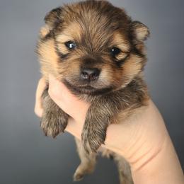 Hendricks - Orange sable male Pomeranian puppy in Saint Charles, Missouri from Bisous Pomeranians & Heartland Sh
