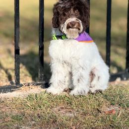 Milo - Chocolate male Australian Labradoodle puppy in Calhoun, Louisiana from Arrowhead Australian Labradoodles
