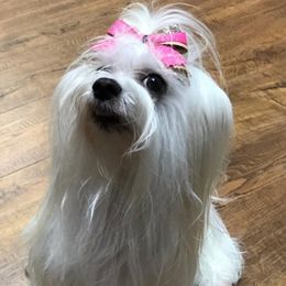 Rose - Maltese