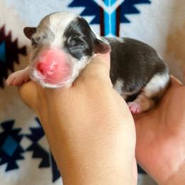 American Corgi Puppies from 5H Corgis