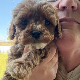 Flo - Red female Cavapoo puppy in Mona, Utah from Hearts Full of Puppies