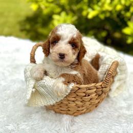 Ulysses - Red  male Goldendoodle puppy in Bremen, Indiana from Farmland Doodles