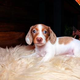 Faye - Dapple female Dachshund puppy in Washburn, Tennessee from Clinch Mountain Dachshunds