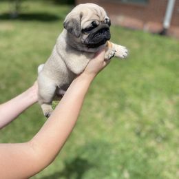 French Bulldog and Pug Puppies from Prestige Southern Pugs and Frenchies