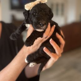 Goldendoodle, Labradoodle, and Sheepadoodle Puppies from The Parrish Doods