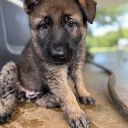 German Shepherd Puppies from Vom Burmeister Kennel