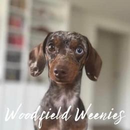 Dachshunds from Woodfield Weenies