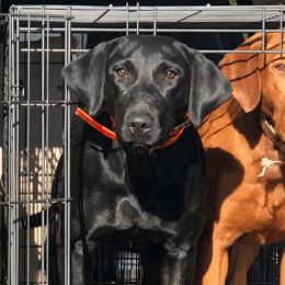 Penny - Labrador Retriever