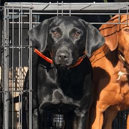 Penny - Labrador Retriever