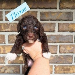 Thyme - Chocolate male Goldendoodle puppy in Macclenny, Florida from Baker County Goldendoodles