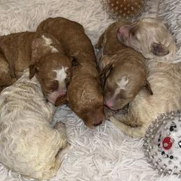 Australian Labradoodle Puppies from Golden Xpress Labradoodles