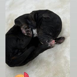 Big McIntash - Tri-color male Bernedoodle puppy in Clermont, Florida from Shadow Bernedoodles & Dog Training