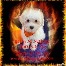 Riley M Maltese - White male Maltese puppy in Silverhill, Alabama from Malteseuluv’s Tiny Treasurers