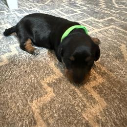 Green collar - Black and tan male Dachshund puppy in New Jersey from Bergamo’s  Dachshunds