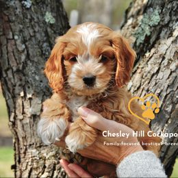 Cockapoo Puppies from Chesley Hill Cockapoos